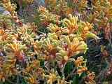 Kangaroo paw yellow